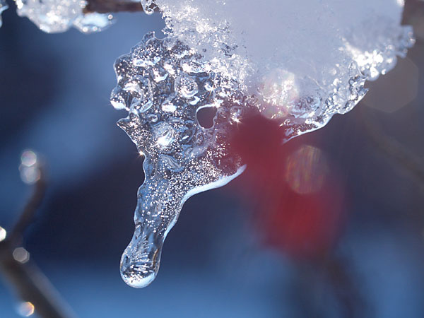 ウメモドキの実と氷