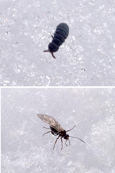 雪の上の虫