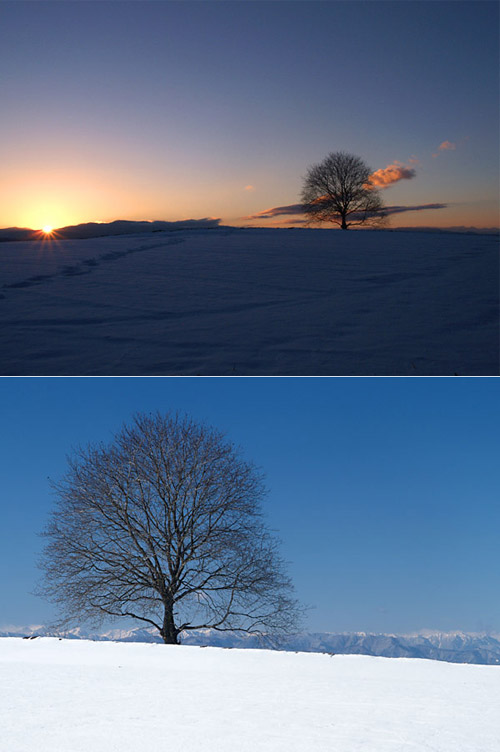 落日のクルミの木