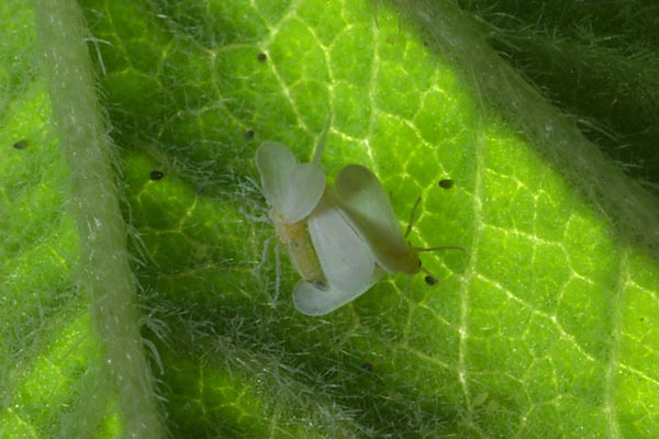 コナジラミの配偶行動
