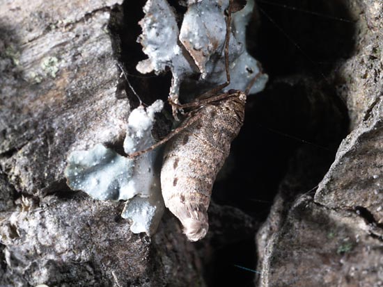 フユシャクのメス