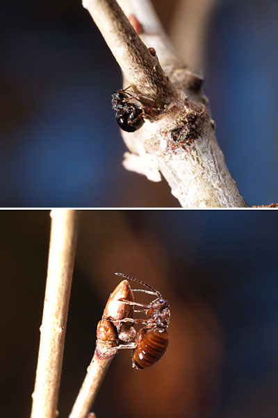 タマバチの産卵