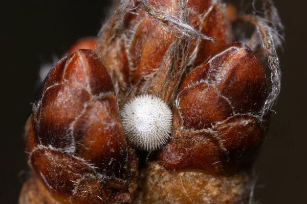 ゼフイルスの卵