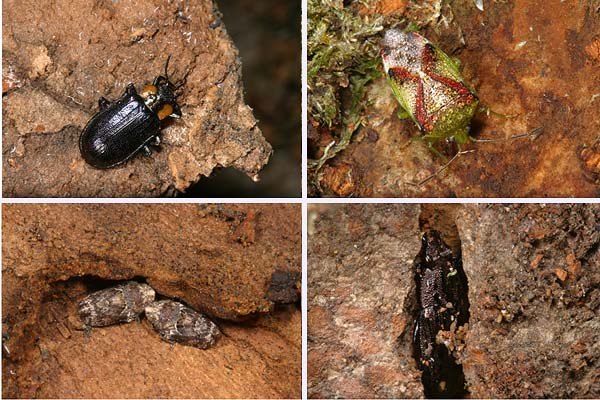 ケヤキ樹皮下で越冬する虫たち