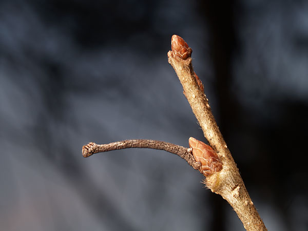 シャクガの幼虫