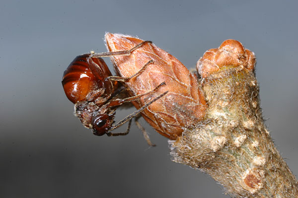 ふたたびタマバチの産卵