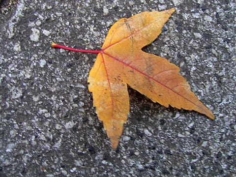 デジタルカメラ雑誌