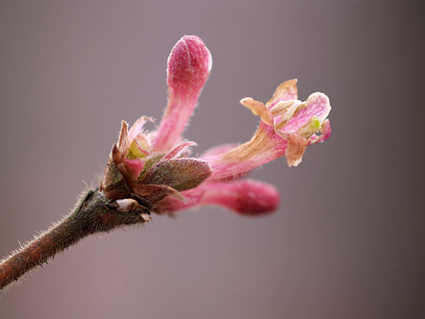 ウグイスカグラの花
