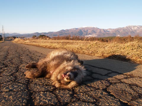 タヌキの交通事故