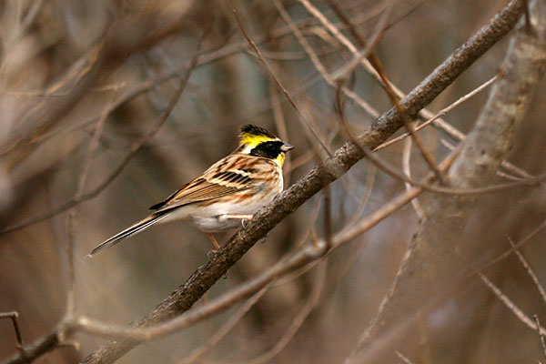 ミヤマホオジロ
