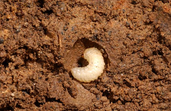 コナラシギゾウムシの幼虫