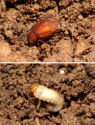 土の中のコガネムシ