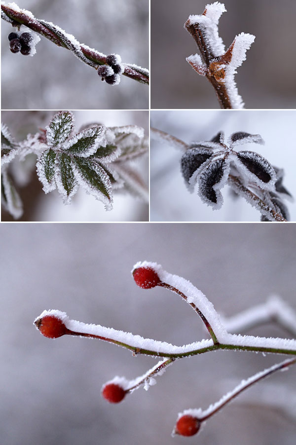 植物についた霧氷