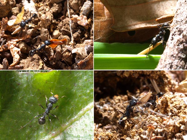 クロナガアリは働き者？