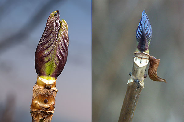アジサイの葉痕（熱海と小諸）