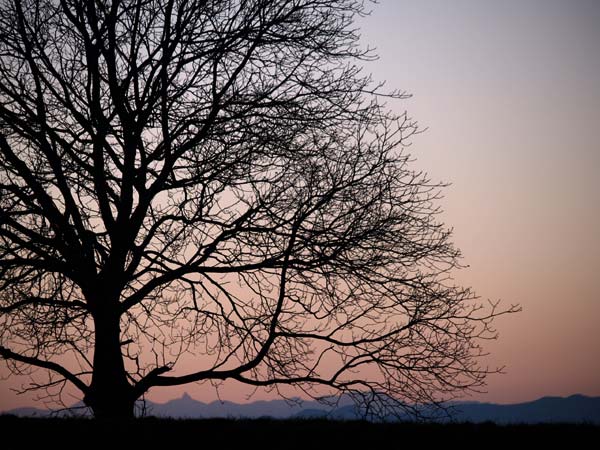 今日のクルミの木（定点）