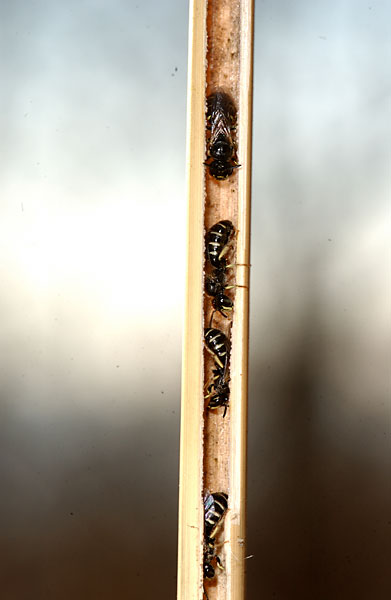 ツヤハナバチの越冬