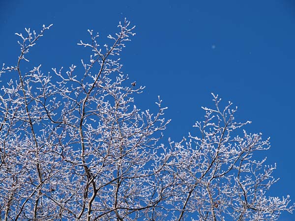アトリエの近くで霧氷