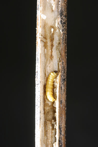 オオブタクサにいたガの幼虫