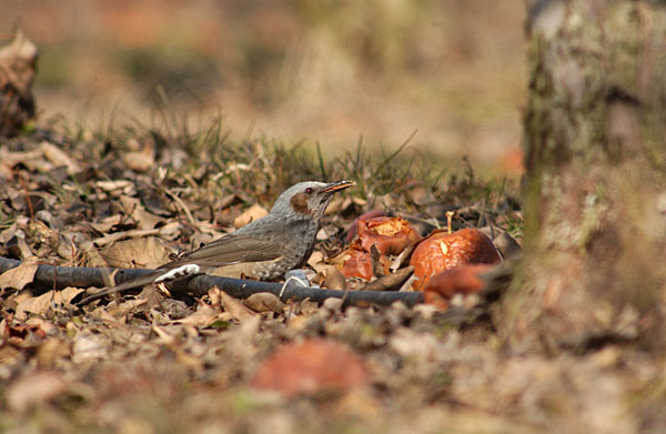 リンゴ畑のヒヨドリ