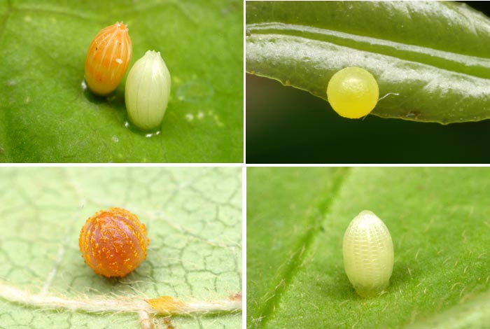 チョウの卵（伊丹市昆虫館）
