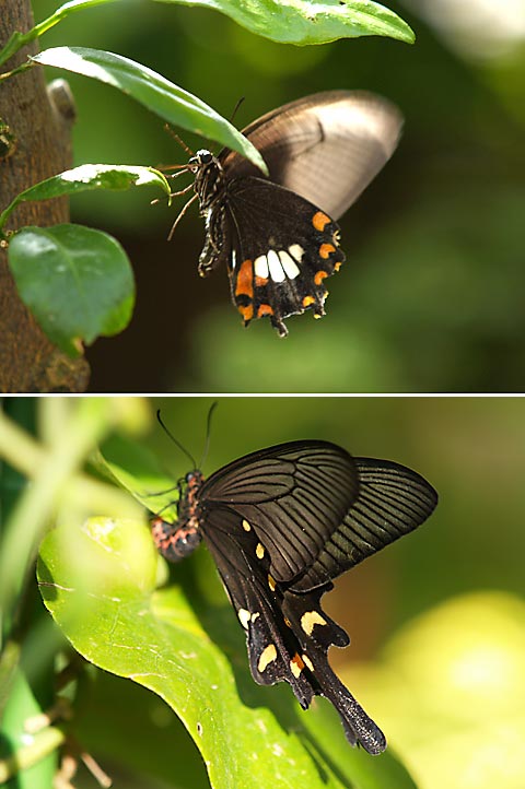 チョウの産卵（伊丹市昆虫館）
