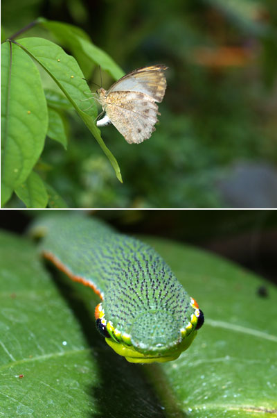 ツマベニチョウの産卵（伊丹市昆虫館）