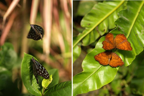 チョウの求愛（伊丹市昆虫館）