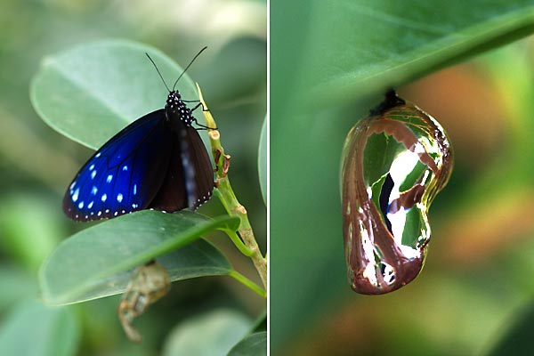 プラチナ色の蛹（伊丹市昆虫館）