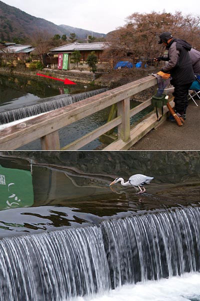 アオサギと釣り人