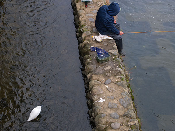 コサギと釣り人