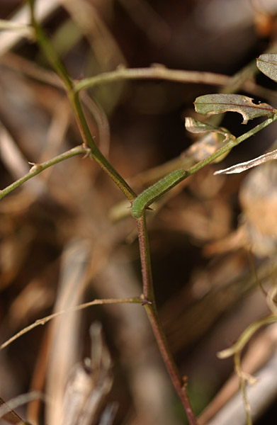 モンキチョウの幼虫