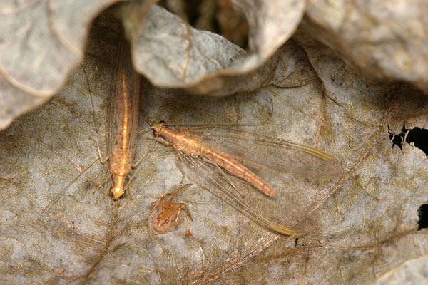 クサカゲロウの越冬