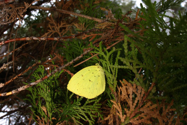 キチョウの越冬