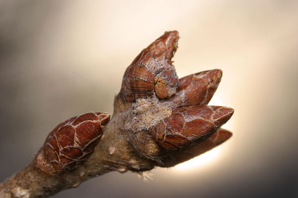 カギシロスジアオシャクの幼虫