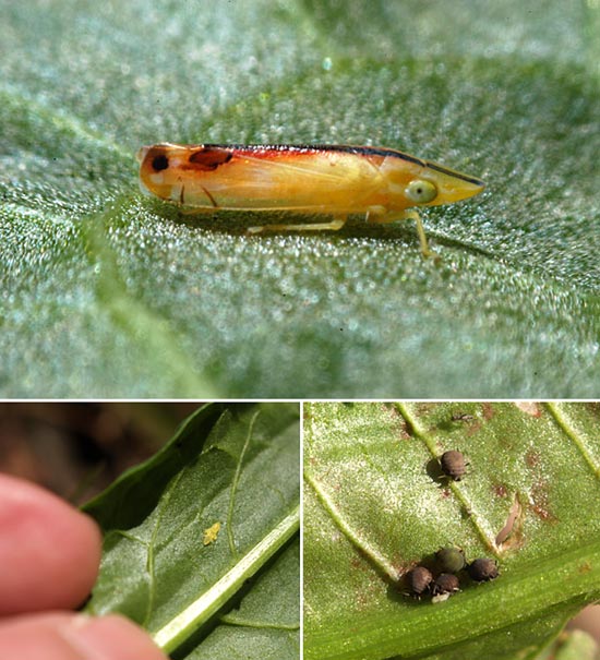 お尻が頭？のヨコバイ