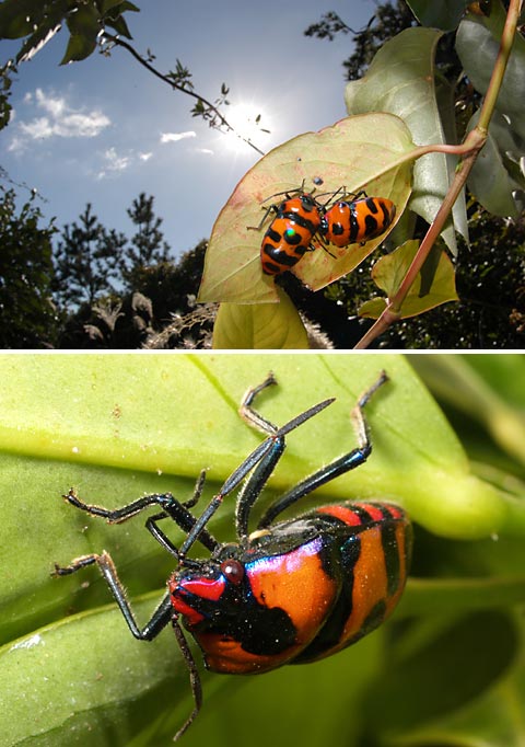 オオキンカメムシ