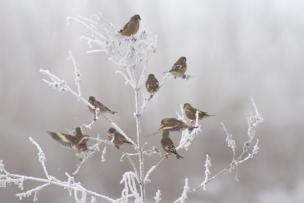 霧氷とカワラヒワ