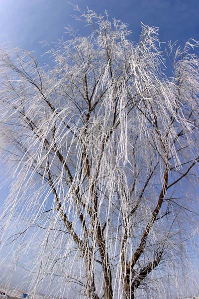 霧氷に覆われたヤナギ
