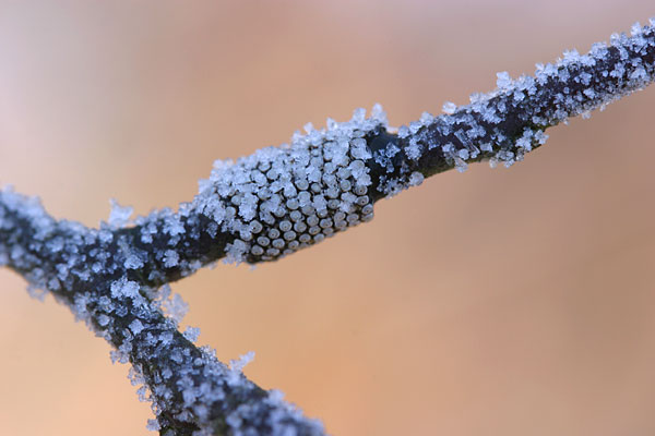 オビカレハの卵についた霜