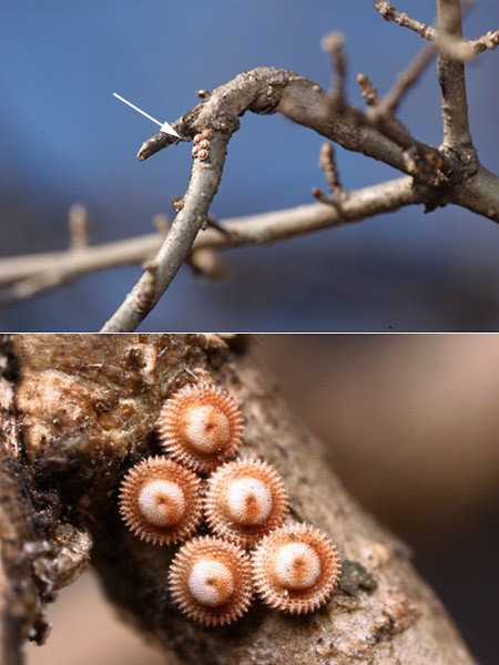 ウラゴマダラシジミの卵