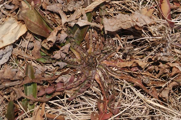 真冬のタンポポ