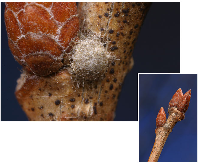 アカシジミの卵