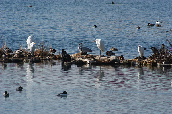 杉の木貯水池の鳥たち