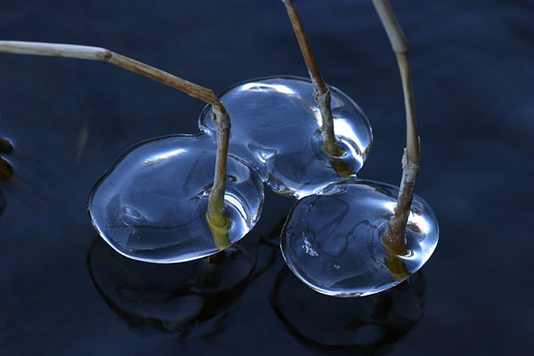 レンズのような氷