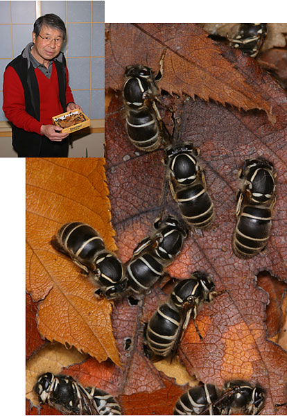 クロスズメバチの達人