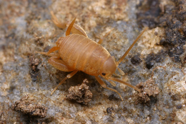 アリツカコオロギ