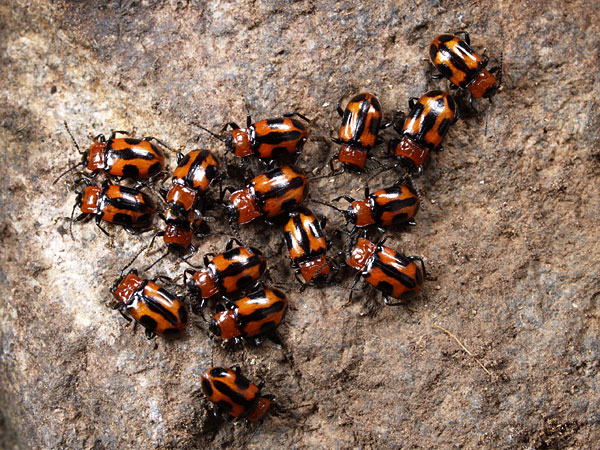 ヨツボシテントウダマシ