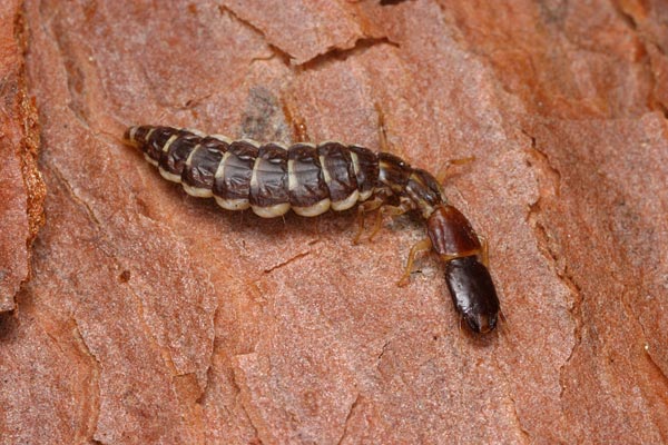 ラクダムシの幼虫