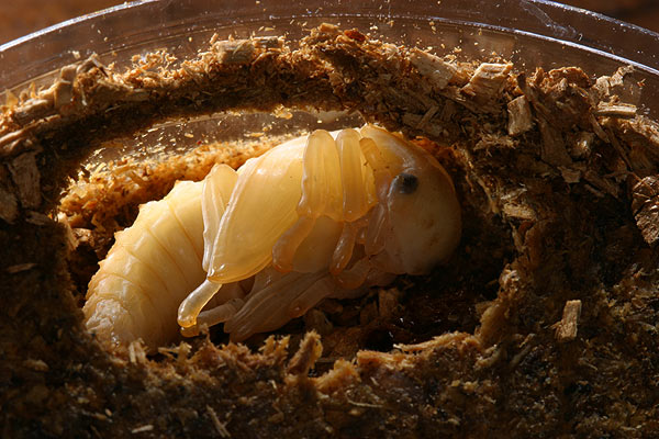 クワガタムシの蛹